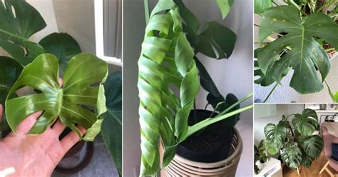 17 Common Problems With Monstera Plants